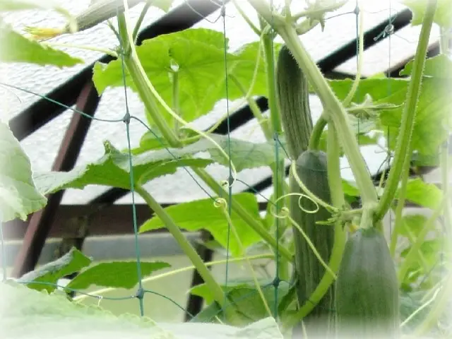 Vyväzovacia sieť pre rastliny